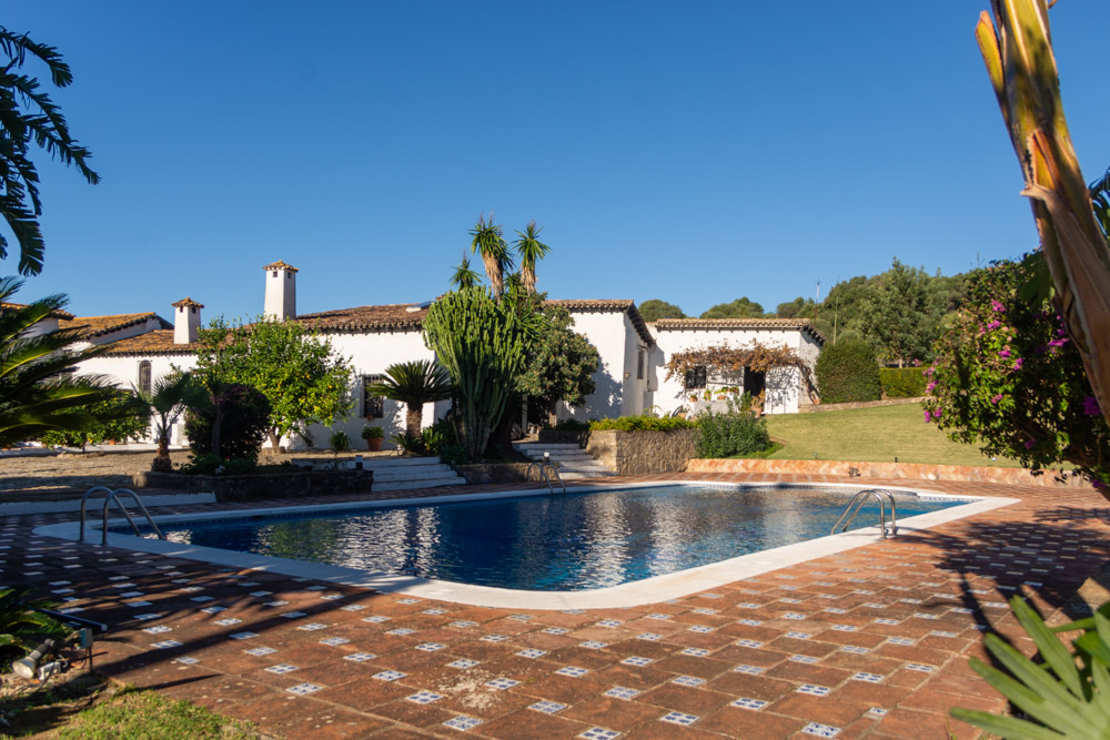 piscina, vintage, terraza, azulejo, palmeras, árboles