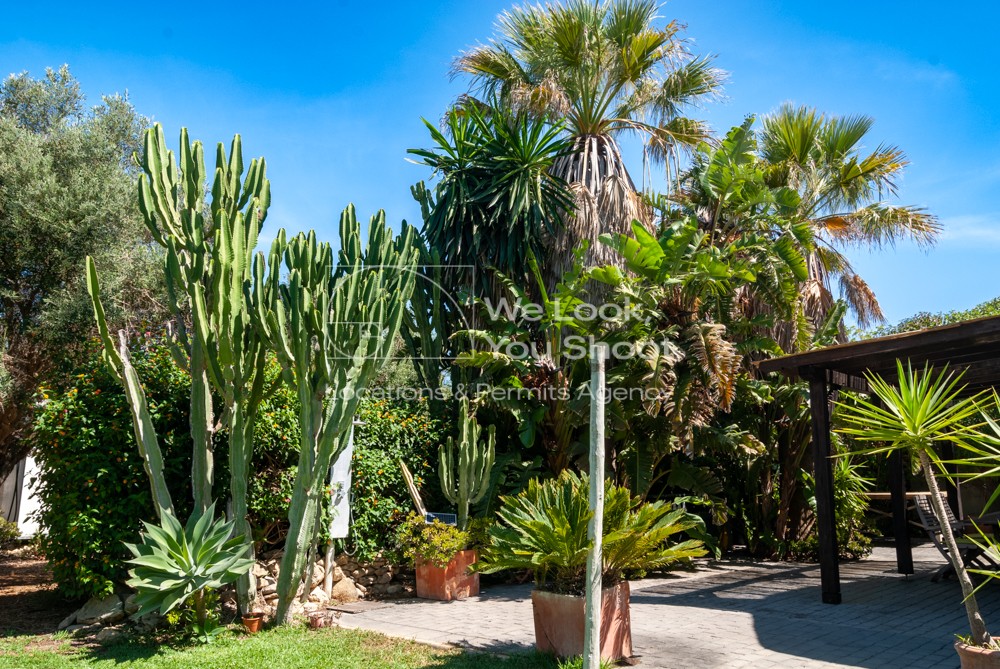 jardín, cactus, palmeras, olivo, vegetación